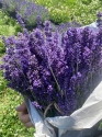 lawenda-naturalna-jadalna.jpg