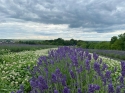 farma-lawendowa-podkarpackie-rzeszow.jpg